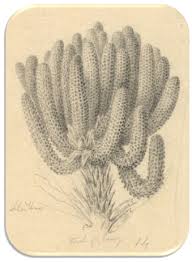 See more ideas about cactus, cute wallpapers, iphone wallpaper. Engelmann Papers Missouri Botanical Garden Biodiversity Heritage Library