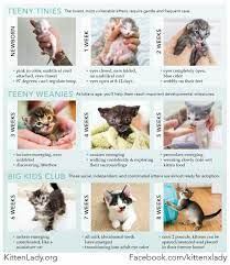 Pin By Kara On How To Care For Orphaned Kittens Important Info Supplies Resources Kitten Care Newborn Kitten Care Baby Kittens