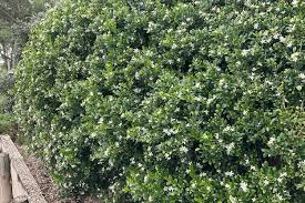 Image result for Murraya paniculata