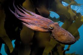 • the netflix documentary my octopus teacher tells the story of craig foster , a diver who forged a profound friendship with a gentle octopus with whom he visited every day for a year. Does The Octopus Die In My Octopus Teacher On Netflix
