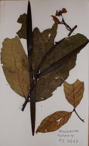 Image result for Funtumia africana