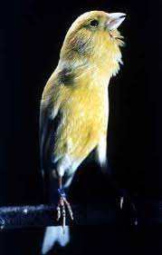 Ab wann singt ein männlicher kanarienvogel? Narrenfreiheit Junge Kanarienvogel Durfen Singen Wie Sie Mochten Der Spiegel