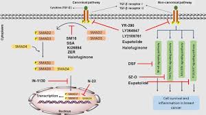 Sudarwati, theresia m., et al. Therapeutic Potential Of Pharmacological Tgf B Signaling Pathway Inhibitors In The Pathogenesis Of Breast Cancer Sciencedirect