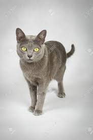 Korat (si sawaat, korat katze, gatto korat, khorat) jugando listadoderazasdeperrosygatos.blogspot.com.es otros enlaces de. Blau Korat Katze Auf Weissem Hintergrund Lizenzfreie Fotos Bilder Und Stock Fotografie Image 54275858