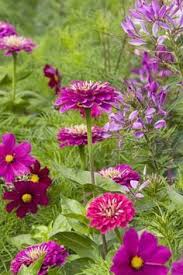 Grow Together Zinnia Cosmos And Cleome Flower Garden Planting Flowers Flower Farm