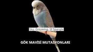Mavi Blue Muhabbet Kusu Ozellikleri Renk Ve Mutasyonlari Youtube