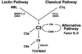 Image result for Complement Pathway
