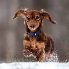 Find dachshund puppies and breeders in your area and helpful dachshund information. 1 Dachshund Puppies For Sale In Seattle Uptown Puppies