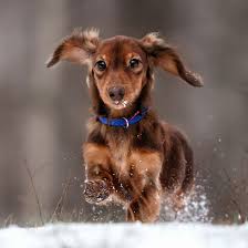 We try our best to prepare our puppies for a new home life with you. 1 Dachshund Puppies For Sale In Dallas Uptown Puppies