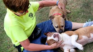7 hrs · if you adopted a pet from us, we'd love to share their photo(s). Paws Seeks Volunteers To Help With Animals