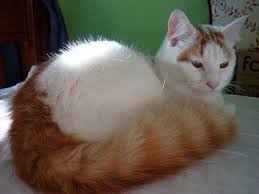 Turkish Van Cat Breed Turkish Van Cats Turkish Van Cat Breeds