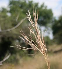 Image result for Hyperthelia dissoluta