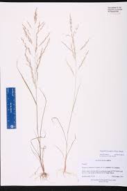 Image result for Eragrostis plana