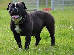 Our take on the black american if you are looking for a solid black american bulldog or a very heavy colored black american bulldog. 30 Most Beautiful Black Bulldog Pictures