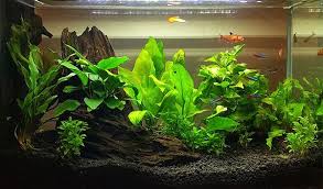 Let Me See Some Fluval Spec V S Page 14 Fresh Water Fish Tank Fish Tank Terrarium Aquarium Fish Tank