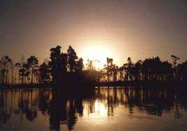 Image result for Oxyanthus zanguebaricus