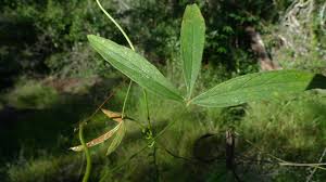 Image result for Dioscorea minutiflora