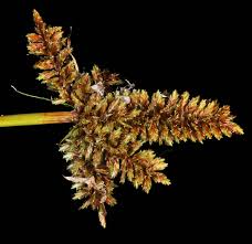 Image result for Cyperus ruwenzoriensis