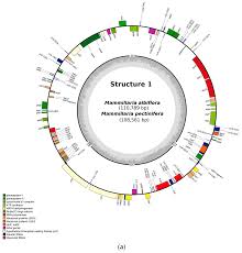 The minecraft launcher will open where you need to add more ram to project ozone 3. Plants Free Full Text De Novo Assembly Discovered Novel Structures In Genome Of Plastids And Revealed Divergent Inverted Repeats In Mammillaria Cactaceae Caryophyllales Html