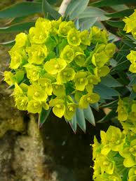 You can also use lime green perennials as a backdrop for other perennials, or to draw attention to a focal point such as a garden sculpture, picnic area or garden gate. Euphorbia A Plant For All Seasons The Teddington Gardener