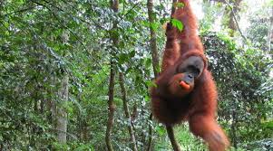 Orang definition, a variant of orangutan. Orang Utan Indonesien Sunda Islands Com Lexikon