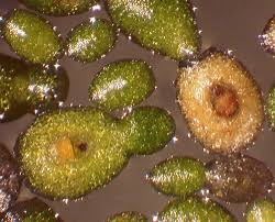 Image result for Wolffiella