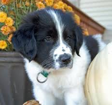 Black And White Great Pyrenees Jasper The Newfoundland Mix Puppy Breed Great Pyrenees Newfoundland Unique Dog Breeds Newfoundland Puppy Breeds
