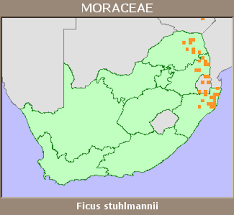 Image result for Ficus stuhlmannii