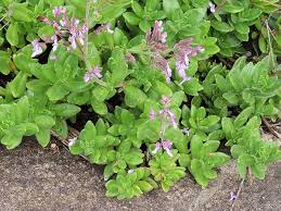 Image result for Aeollanthus