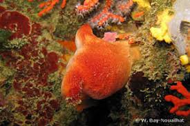 Image result for Holothrix papillosa