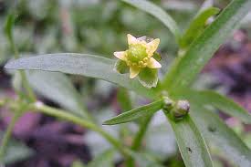 Image result for Ranunculus sceleratus