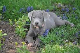 We did not find results for: Silver Mist Labradors Labrador Retriever Breeder Jackson Ohio