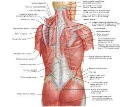 May 31, 2021 · supply to the skin of the back follows the standard segmental dermatome pattern, while intrinsic muscles are innervated by adjacent posterior rami of the spinal nerves. Posterior View Of The Superficial Muscles Of The Back Shoulder Muscle Anatomy Muscle Anatomy Plexus Products