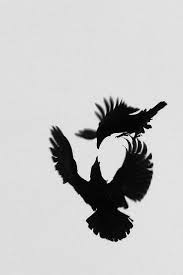 Ravens S Dogfight Die Krahe Bilder Rabe