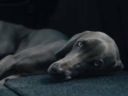 Le pet sitter se charge de surveiller tout type d'animal domestique (principalement des chiens et des chats) en l'absence de leurs. Tarif D Une Garde Chien Jour Et Nuit