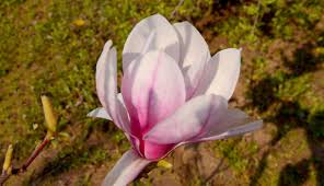 Annuals and perennials vary depending on where you live. Magnolias For Zone 6 Growing Magnolia Trees In Zone 6 Gardens