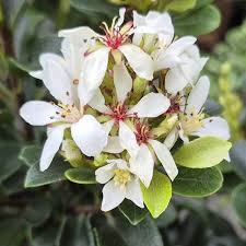 Image result for Rhaphiolepis umbellata