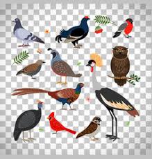 High quality transparent png pictures or layered psd files, 300 dpi. Bird Transparent Vector Images Over 1 900