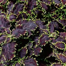Image result for Coleus betonicifolius