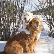 Whe adopted him from a. Golden Retriever Puppies For Sale In Western Montana