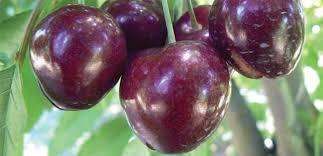 Contribute to giuspen/cherrytree development by creating an account on github. Cherry Trees The Diggers Club