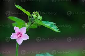 Image result for Urena lobata