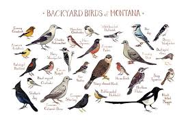 Birds Of Texas Field Guide This Watercolor Painting Features 25 Backyard Birds Of Montana As A Field Guide Chart It Features The Following Bir Backyard Birds Bird Poster Nature Wall Art