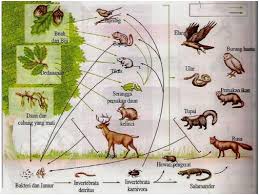 Pengertian rantai makanan merupakan suatu urutan yang setidaknya terdiri dua spesies berurutan yang membentang dari spesies basal (yaitu produsen utama atau detritus) ke predator teratas. Rantai Makanan Putrilestari