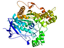 Enzyme that increases the breakdown of disaccharide maltose into simple sugar glucose. Maltase