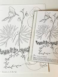 Image result for Utricularia  intermedia