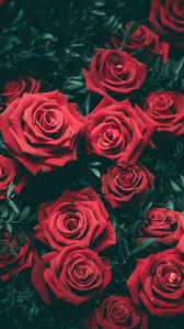 I Ve Been Using This Wallpaper For 3 Whole Years Flower Iphone Wallpaper Red Roses Wallpaper Rose Wallpaper