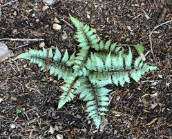 A new, easy way to get landscaping in seneca. Athyrium Niponicum Var Pictum Black Lady Fern Japanese Black Lady Fern Japanese Painted Fern Oriental Ladyfern North Carolina Extension Gardener Plant Toolbox