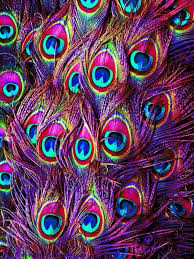 Pin By Ashley Tevis On Background Worthy Peacock Peacock Art Feather