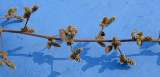 Image result for Nothosaerva